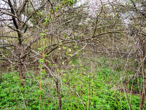 Underbrush Clearing in Simpsonville