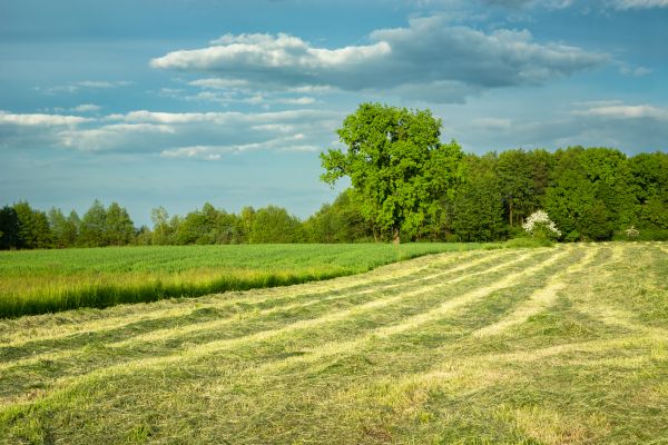 Cost of Vegetation Removal in Simpsonville