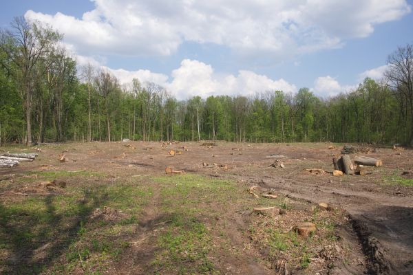 Cost of Pasture Clearing in Simpsonville