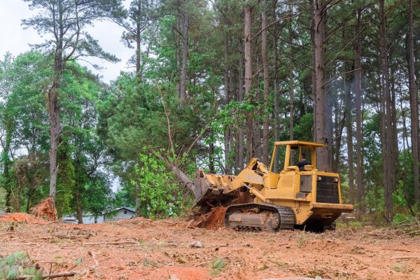 Forest Thinning in Simpsonville