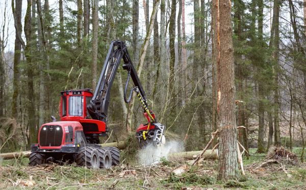 Cost of Forest Clearance Service in Simpsonville