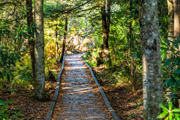 Cost of Trail Clearing in Simpsonville