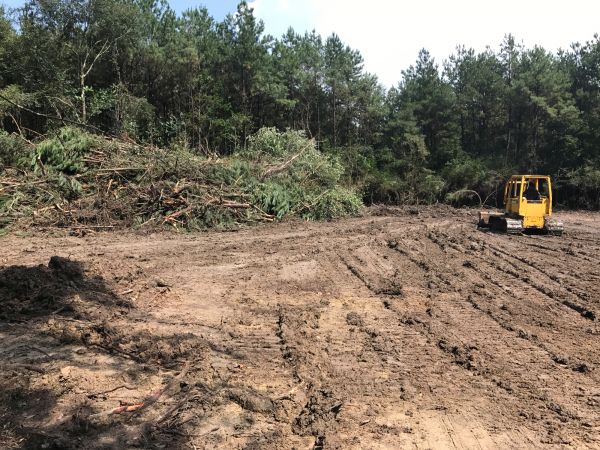 Cost of Thicket Clearing in Simpsonville