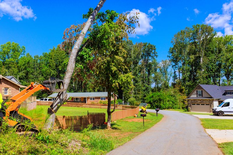 Tree and Vegetation Removal